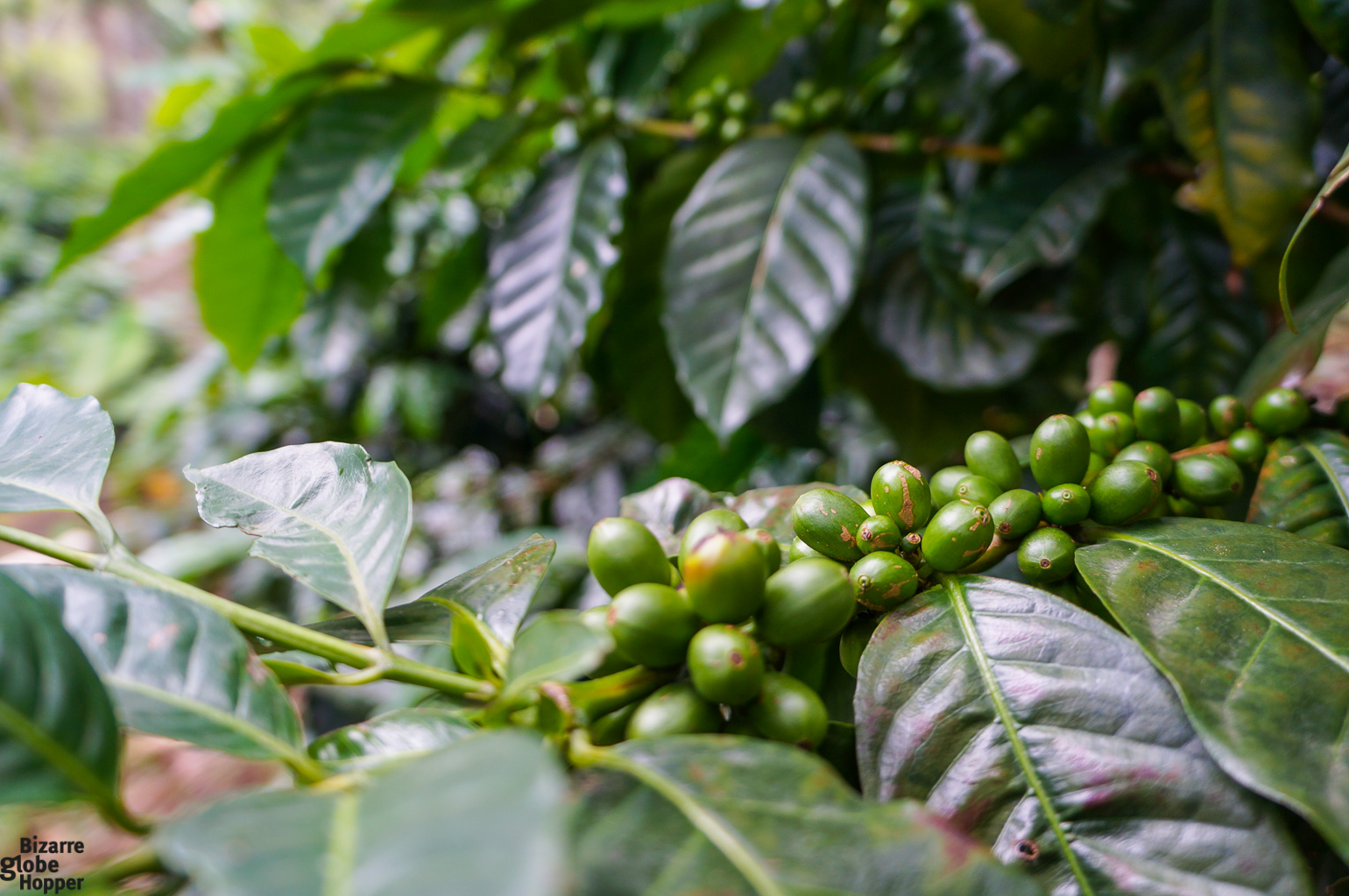 Premium coffee beans at La Bastilla Coffee Farm, Nicaragua