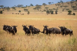 Wildebeests in the Serengeti National Park, Tanzania