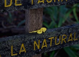 Yellow snake, Cahuita national Park, Costa Rica