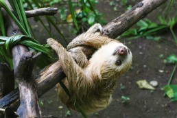 Active sloth at the Tree of Life wildlife sanctuary in Cahuita, Costa Rica