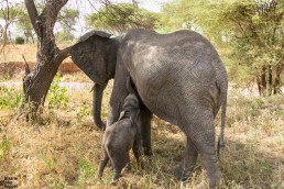 A baby elephant feeding, Tarangire National Park, Tanzania