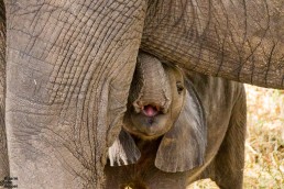 A curious baby elephant peering behind its mother, Tarangire National Park, Tanzania