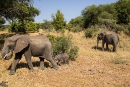 A very tiny baby elephant with mom and a friend in Tarangire National Park, Tanzania