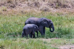 Another baby elephant with its mom in Tarangire National Park, Tanzania