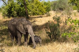 Baby elephant with its mother in Tarangire National Park in Tanzania