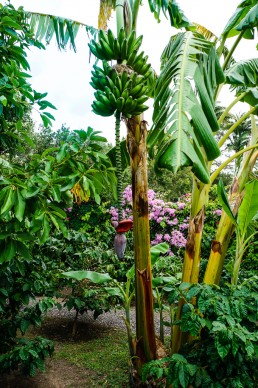 the green gardens at Boutique hotel Montebrisa in Matagalpa, Nicaragua