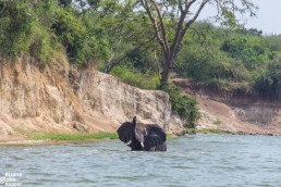 Bathing elephant in the Kazinga channel in Queen Elizabeth National Park in Uganda