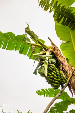 Batwa's banana tree in Bwindi Impenetrable Forest National park, Uganda