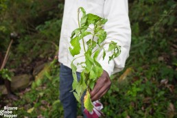 Batwa medicinal plant in Bwindi Impenetrable Forest, Uganda