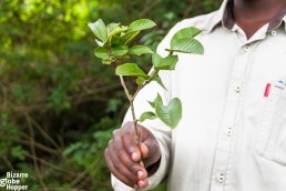 Medicine plant of the Batwa in Bwindi Impenetrable Forest National Park, Uganda