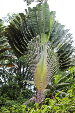 Beautiful plant tree at the Tree of Life wildlife sanctuary in Cahuita, Costa Rica