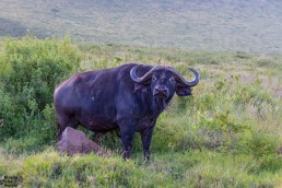 A curious buffalo in the Ngorongoro Conservation Area in Tanzania