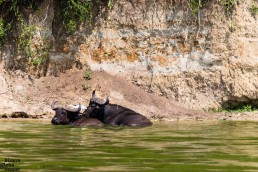 Buffaloes in the Kazinga channel in Queen Elizabeth National Park in Uganda