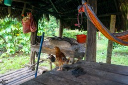 Chickens walk around the house in the jungle of Indio Maíz, Nicaragua
