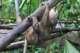 Climbing sloth at the Tree of Life wildlife sanctuary in Cahuita, Costa Rica