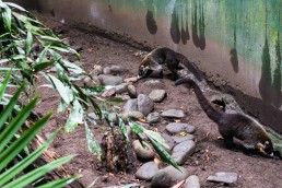 Coatis, Tree of Life wildlife sanctuary in Cahuita, Costa Rica