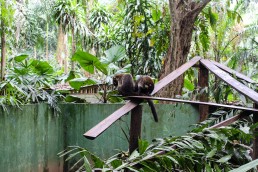 Coatis at the Tree of Life wildlife sanctuary in Cahuita, Costa Rica