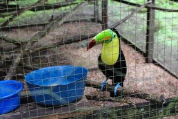 Curious tucán at the Tree of Life wildlife sanctuary in Cahuita, Costa Rica