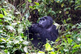 Hungry mountain gorilla concentrated in eating in Bwindi Impenetrable Forest National Park, Uganda