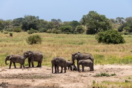 A baby elephant is taking a sand bath in Tarangire National Park in Tanzania