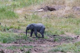 A baby elephant is taking a sand bath in Tarangire National Park in Tanzania