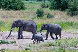 Elephants with a baby in the Tarangire National Park, Tanzania