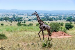 Giraffe in the Tarangire National Park in Tanzania