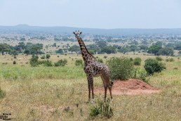 Giraffe in Tarangire National PArk, Tanzania