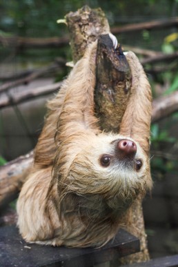 Happy sloth posing at the Tree of Life wildlife sanctuary in Cahuita, Costa Rica