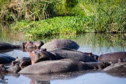 A pile of Hippos in the Hippo pool in the Ngorongoro Conservation Area, Tanzania