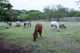 Horses of Rancho Chilamate, Nicaragua