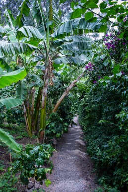 The lush garden of Montebrisa Boutique hotel, 