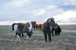 Icelandic horses