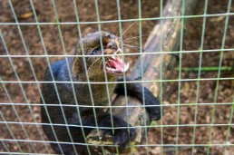 Jaguarundi at Tree of Life Wildlife Sanctuary in Cahuita, Costa Rica