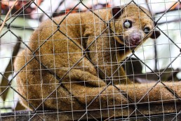 Blind kinkaju at the Tree of Life wildlife sanctuary in Cahuita, Costa Rica