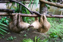 Kissing sloths at Tree of Life Wildlife Sanctuary in Cahuita, Costa Rica