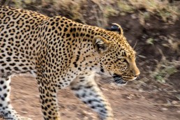 Looking for the famous ”Big 5” Every traveler who comes to Africa will dream about spotting the famous 