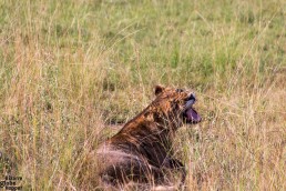 Yawning lion in the bush in Queen Elizabeth National Park, Uganda