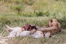 Lions resting by a carcass in Serengeti National Park, Tanzania