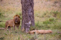 Lions in the Serengeti, Tanzania