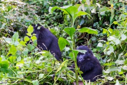 A little mountain gorilla in Bwindi Impenetrable Forest National Park, Uganda