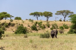 A lone elephant in Tarangire National Park, Tanzania