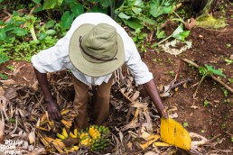 The first stage of making the banana wine and gin, Waragi, in Bwindi Impenetrable Forest National Park, Uganda