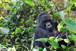 A curious mountain gorilla looking at us in Bwindi Impenetrable Forest National Park, Uganda