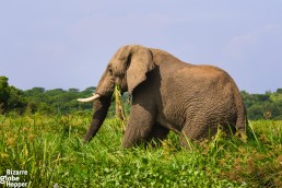 Murchison Falls National Park,big elephant on the banks of the Nile river, Uganda