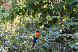 Colorful, little bird in Murchison Falls National Park, Uganda