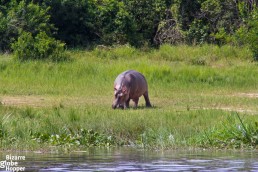 Hippo grazing on the banks of the Nile in Murchison Falls National Park, Uganda