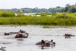 Hippos floating on the Nile in Murchison Falls National Park, Uganda