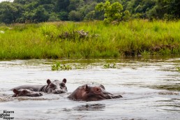 Three hippos in the NIle river in Murchison Falls National Park, Uganda