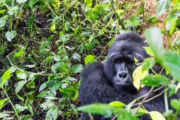 A mountain gorilla peeking at us in Bwindi Impenetrable Forest National Park, Uganda